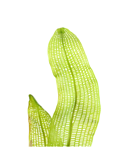 Aponogeton madagascariensis - Bulbo 2