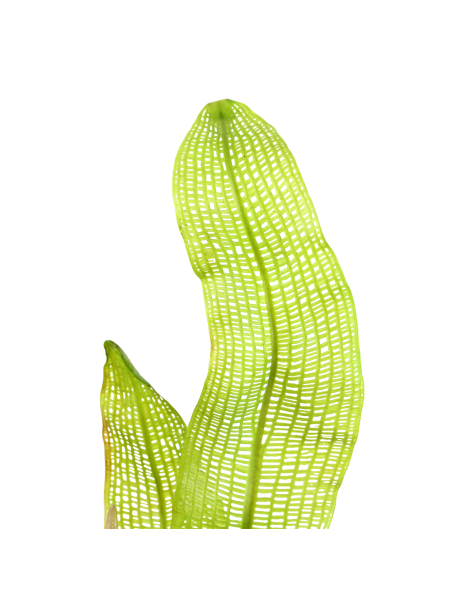 Aponogeton madagascariensis - Bulbo