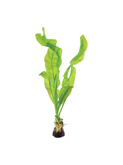 Aponogeton ulvaceus - Bulbo