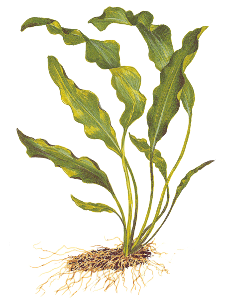 Aponogeton ulvaceus - Bulbo