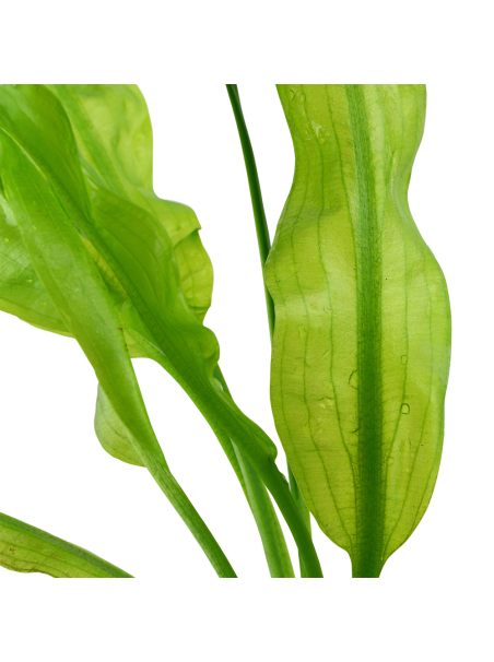 Aponogeton ulvaceus - Bulbo