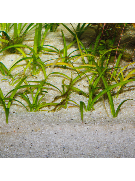 Arena de Rio JBL Sansibar River 5KG