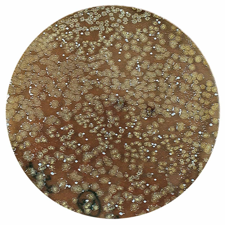 AZOO UltraBioGuard 120mL