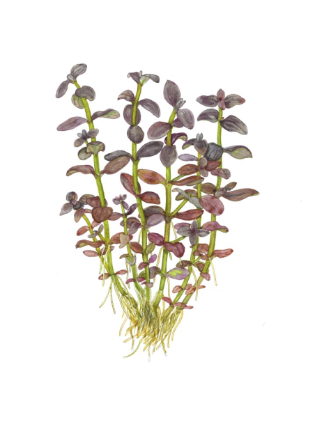 Bacopa salzmannii 'Purple' en maceta
