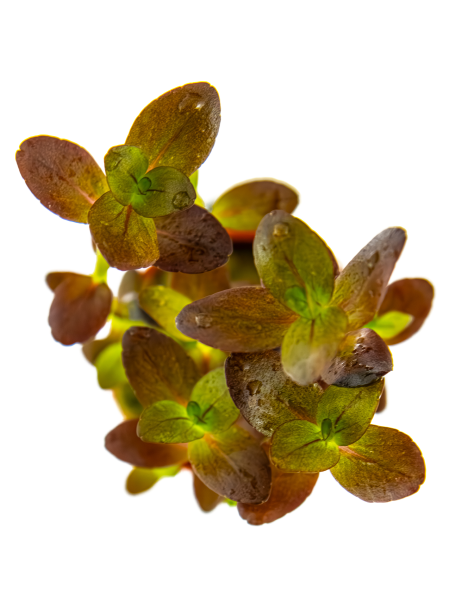 Bacopa salzmannii 'Purple' en maceta