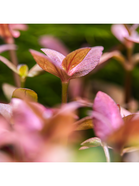 Bacopa salzmannii 'Purple' en maceta