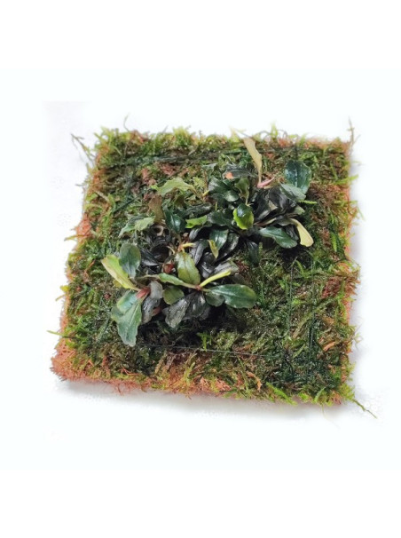 BLAU Coco Mat – 6 Unidades | Base Natural para Musgos y Plantas Epífitas