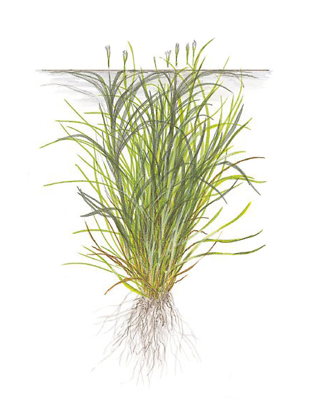 Blyxa japonica 1-2Grow!