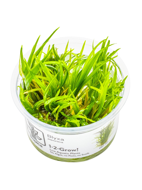 Blyxa japonica 1-2Grow!