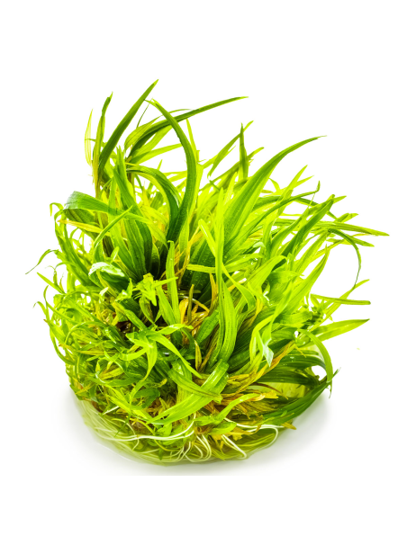 Blyxa japonica 1-2Grow!