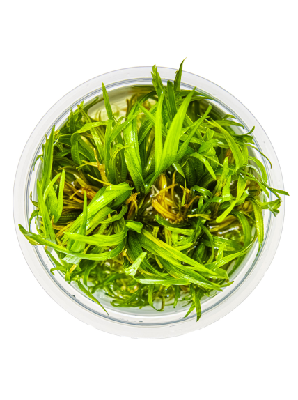 Blyxa japonica 1-2Grow! 2