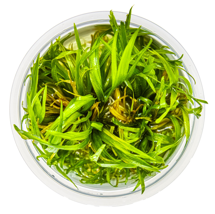 Blyxa japonica 1-2Grow!