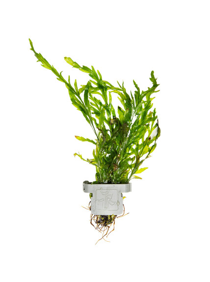 Bolbitis heudelotii en CLIP