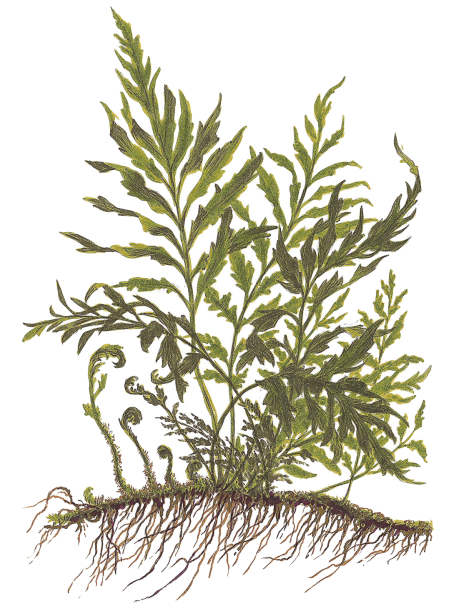 Bolbitis heudelotii en CLIP