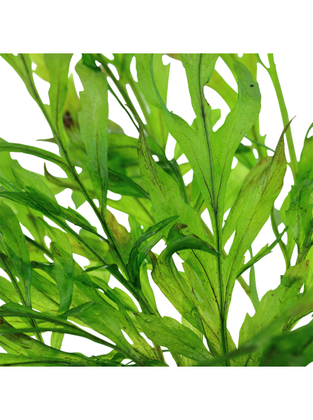 Bolbitis heudelotii en CLIP