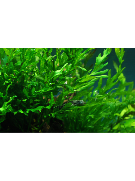 Bolbitis heudelotii en CLIP