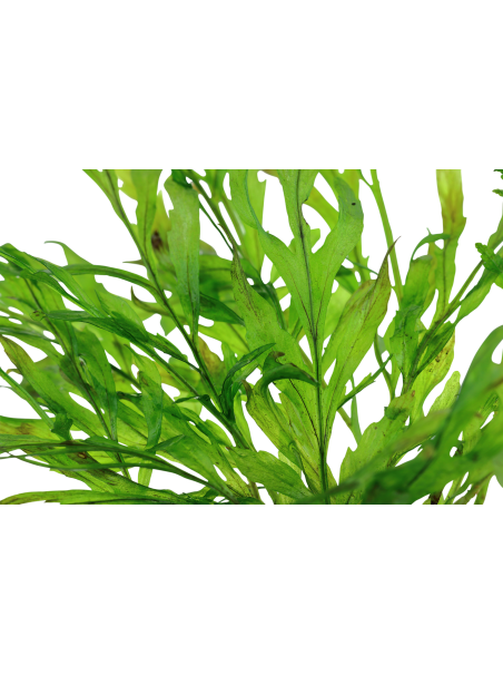 Bolbitis heudelotii en CLIP