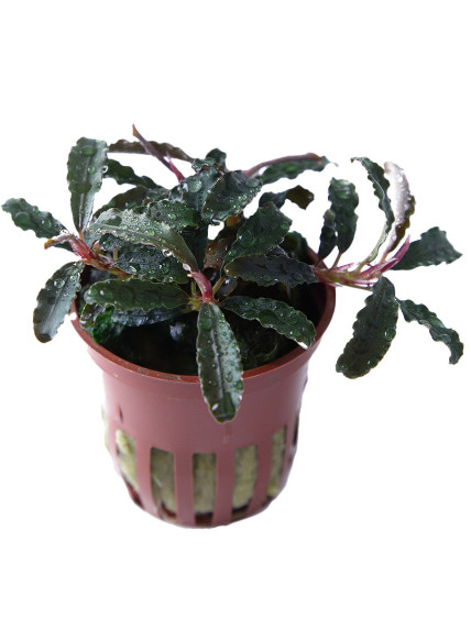 Bucephalandra 'Kedagang' en Maceta Limited Edition