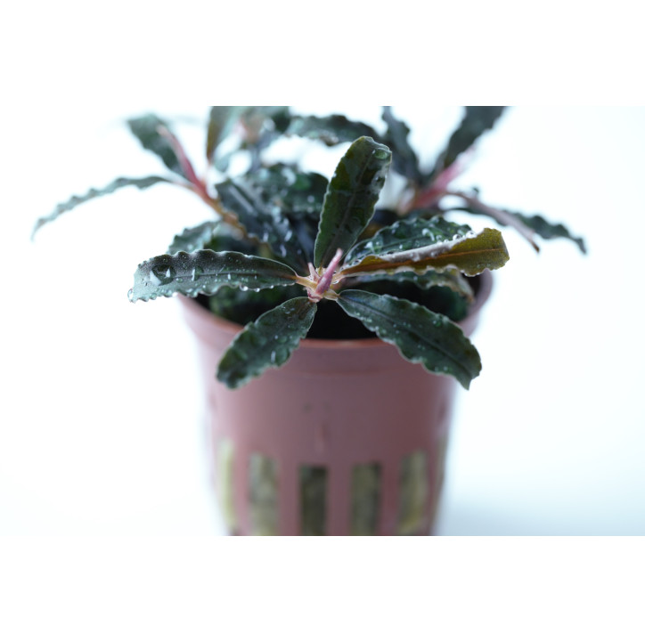 Bucephalandra 'Kedagang' en Maceta Limited Edition