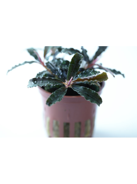 Bucephalandra 'Kedagang' en Maceta Limited Edition