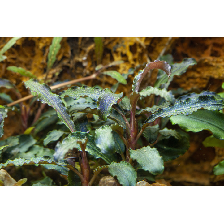 Bucephalandra 'Kedagang' en Maceta Limited Edition