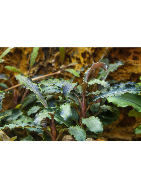 Bucephalandra 'Kedagang' en Maceta Limited Edition