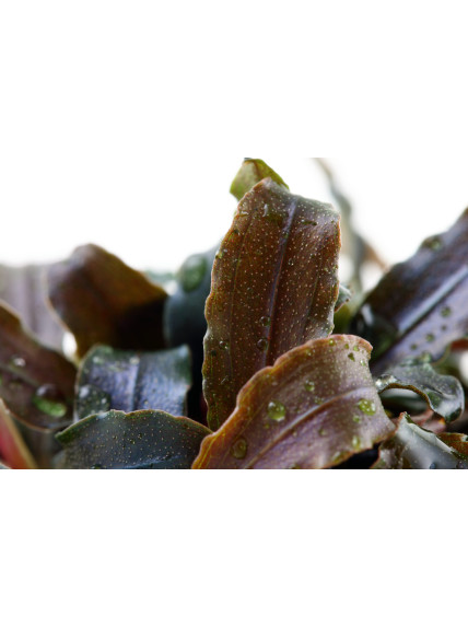 Bucephalandra 'Kedagang' en Maceta Limited Edition 2