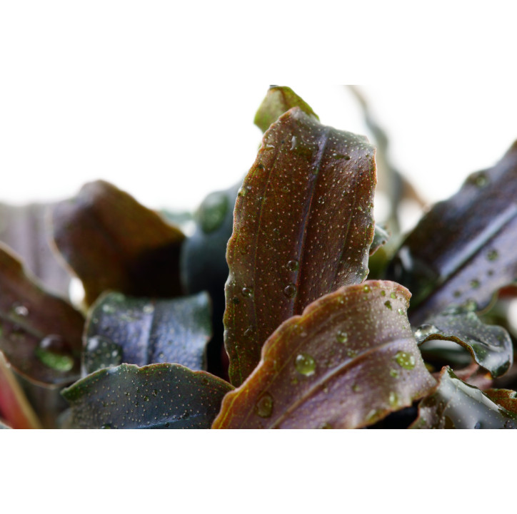 Bucephalandra 'Kedagang' en Maceta Limited Edition