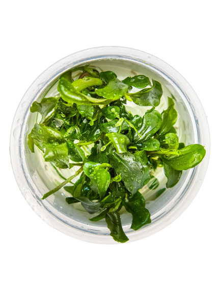 Bucephalandra pygmaea 'Bukit Kelam' 1-2-Grow! 2