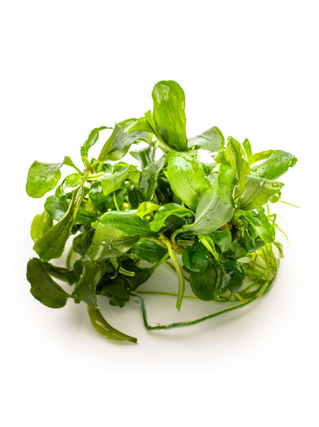 Bucephalandra pygmaea 'Bukit Kelam' 1-2-Grow!