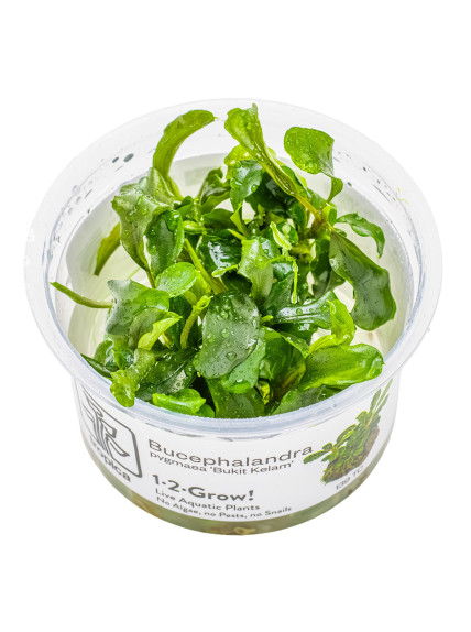Bucephalandra pygmaea 'Bukit Kelam' 1-2-Grow!