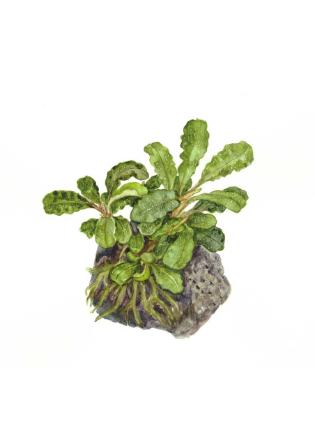 Bucephalandra pygmaea 'Bukit Kelam' 1-2-Grow!