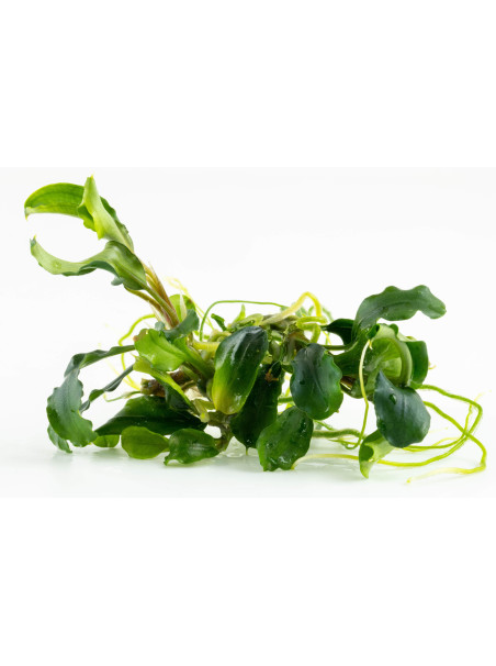 Bucephalandra pygmaea 'Bukit Kelam' 1-2-Grow!