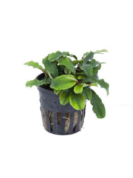 Bucephalandra pygmaea 'Bukit Kelam'