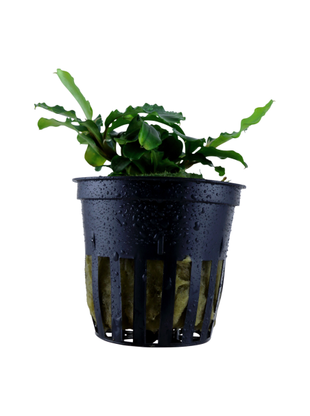 Bucephalandra pygmaea 'Bukit Kelam'