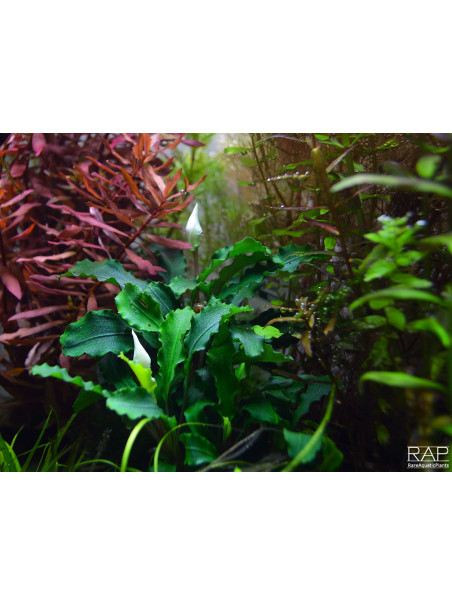 Bucephalandra pygmaea 'Bukit Kelam'