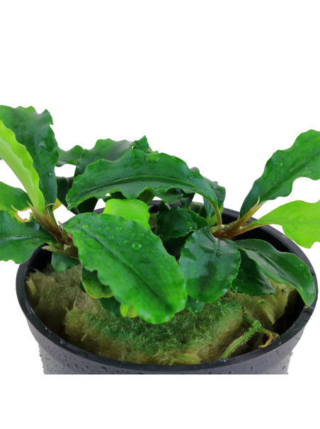 Bucephalandra pygmaea 'Bukit Kelam'