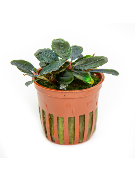 Bucephalandra sordidula 'Blue' en maceta