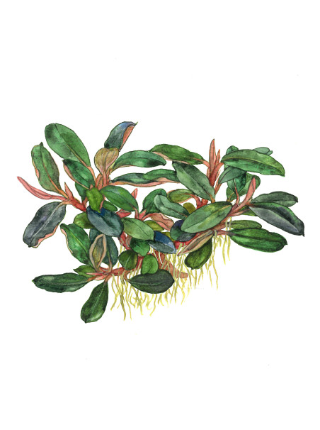 Bucephalandra sordidula 'Blue' en maceta