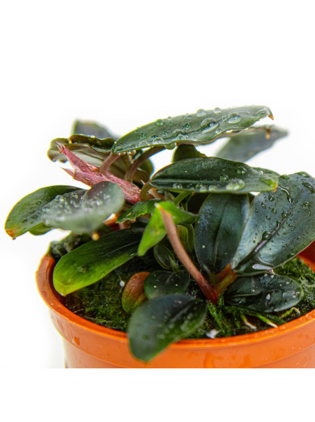 Bucephalandra sordidula 'Blue' en maceta