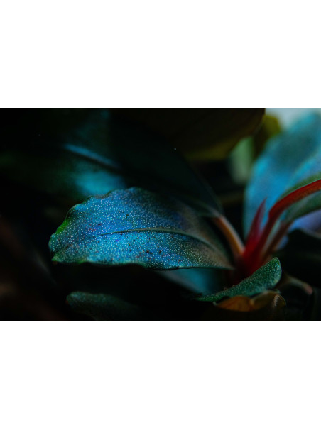 Bucephalandra sordidula 'Blue' en maceta