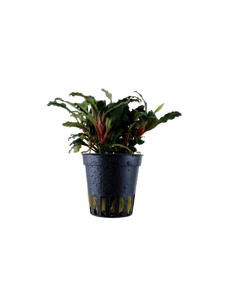 Bucephalandra SP 'RED'  en maceta