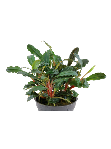 Bucephalandra SP 'RED'  en maceta