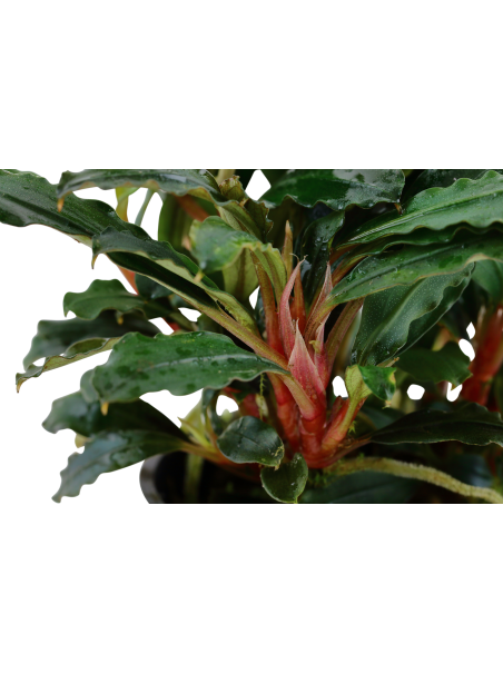Bucephalandra SP 'RED'  en maceta