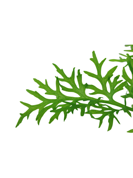 Ceratopteris thalictroides en maceta 2