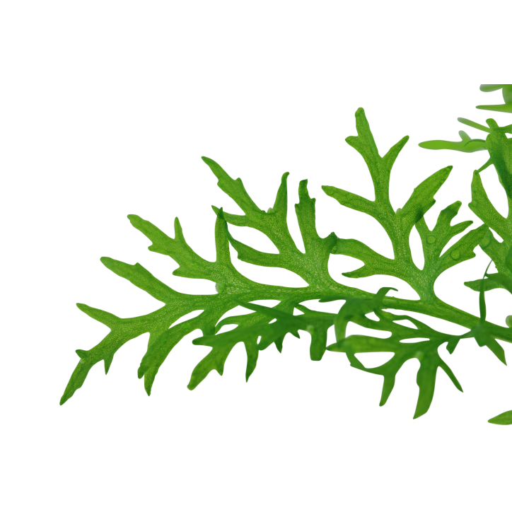 Ceratopteris thalictroides en maceta