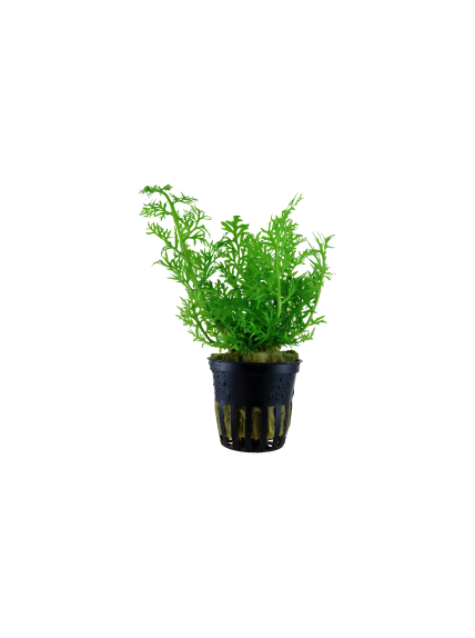 Ceratopteris thalictroides en maceta