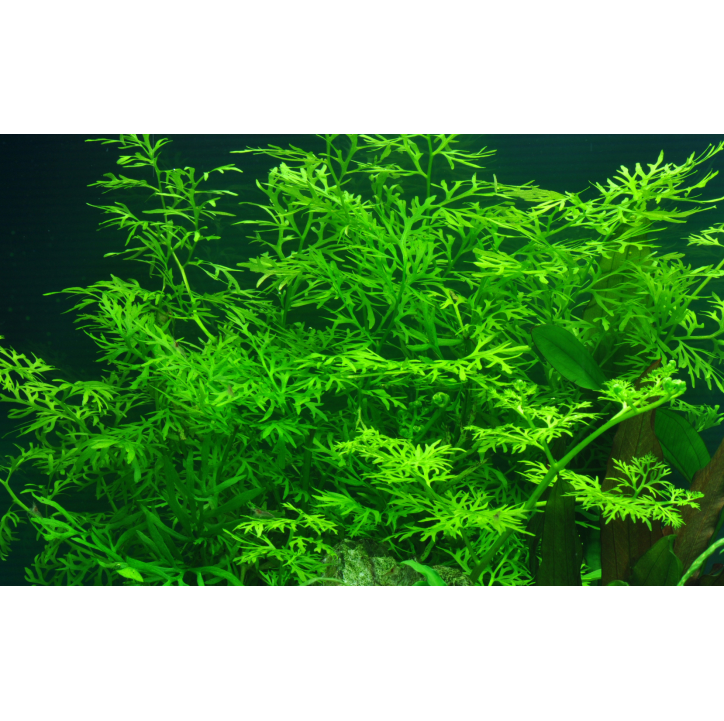 Ceratopteris thalictroides en maceta