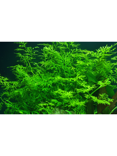 Ceratopteris thalictroides en maceta