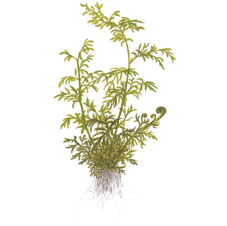 Ceratopteris thalictroides en maceta